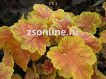 Изображение загружено обработкой по данным файла Excel