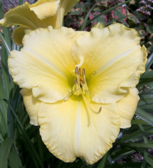 Лилейник Люкс в асс.V1,5л