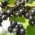 bagira