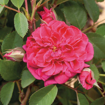 Роза парковая Кримсон Винтер Джевел