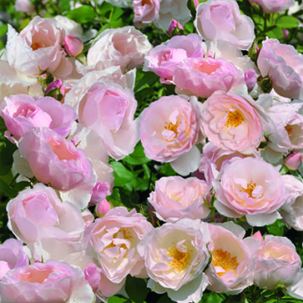 Роза парковая Кулинарная Пир