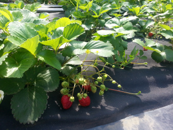 20150718_095052 Ростов 2015