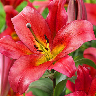 Лилия ОТ-Гибрид Кисс ов Файр