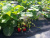20150718_095052 Ростов 2015