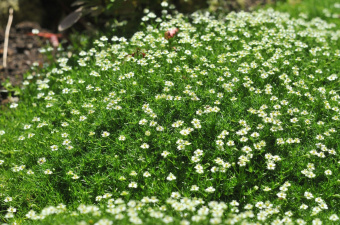 Мшанка шиловидная Green Moss