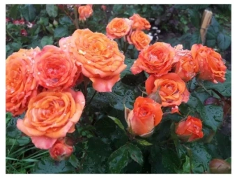 Роза спрей V 3л в асс.