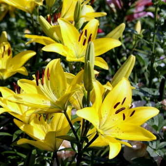 Лилия ЛА-Гибрид Йеллоу Дайамонд
