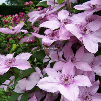 Изображение загружено обработкой по данным файла Excel