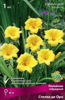 lileinik_gibrid_stella_de_oro_kaper