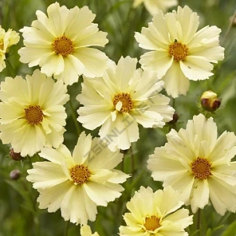 Кореопсис Корлеоне Крем (С2)