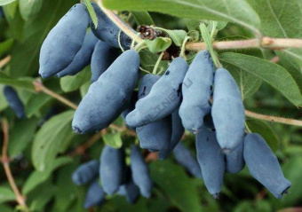 Жимолость съедобная Бархат (С2) (средний)