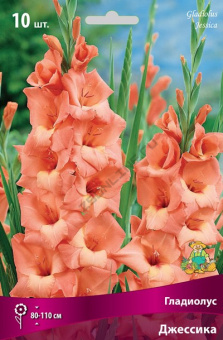 Гладиолус Джессика
