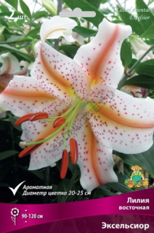 liliya_vost_ekselsior_kaper