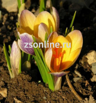 Изображение загружено обработкой по данным файла Excel