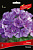 Флокс метельчатый Полина (пурпурно-фиолетовый, вечером синеет до темно-фиолетового, 1шт, I)