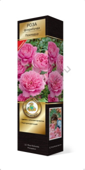 Роза флорибунда Помпадур/ЦКорЛюкс