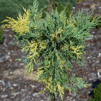 Можжевельник средний Блю энд Голд
