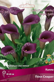 Калла Пёпл Спирит 12-14/К 2шт