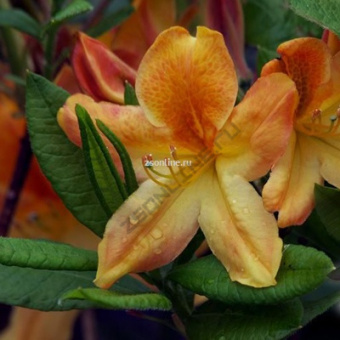 Изображение загружено обработкой по данным файла Excel