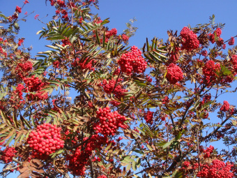 Рябина-обыкновенная2