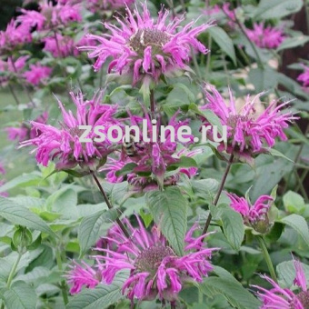 Изображение загружено обработкой по данным файла Excel