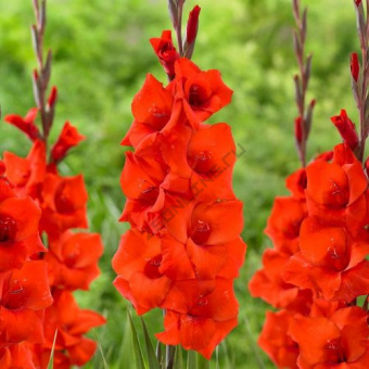 Гладиолус Бонфайр