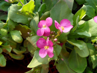 Арабис кавказский Пинки