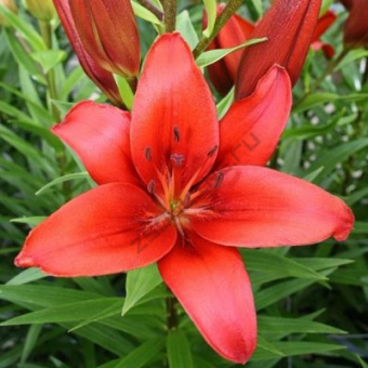 Лилия Азиатская Родилана