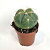 Гимнокалициум Хорста D7см H8см
