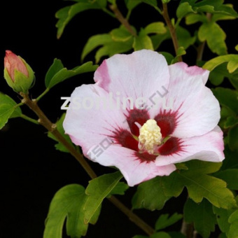 Изображение загружено обработкой по данным файла Excel