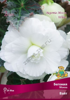 begonia_mokka_white_kaper