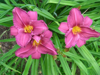 Лилейник гибридный Саммэ Вайн