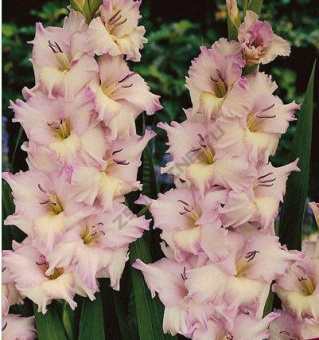 Гладиолус Бульвар