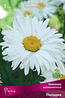 Нивяник великолепный Паладин/К
