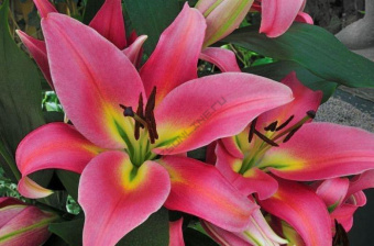 Лилия ОТ-Гибрид Авентино