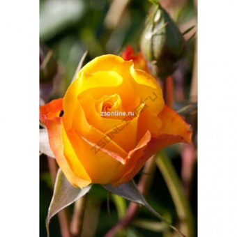 Изображение загружено обработкой по данным файла Excel