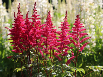Астильба гибридная Юник Кармин (С1,5)