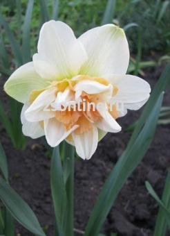 Изображение загружено обработкой по данным файла Excel