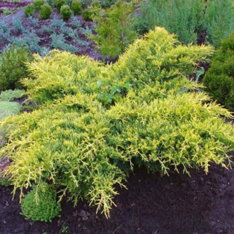 Можжевельник средний Голд Стар, Juniperus x pfitzeriana Gold Star, в горшке 2,5л, 30-40 см