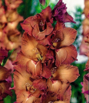 Гладиолус Индиан Саммер