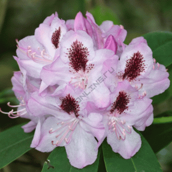 Рододендрон гибридный Гумбольд/ЦКор