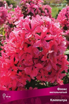 floks_metelch_kleopatra_kaper