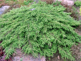 Можжевельник обыкновенный Green Carpet Р17,20-25см