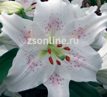 Изображение загружено обработкой по данным файла Excel