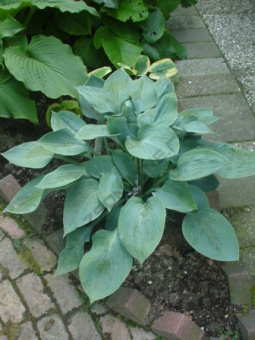 Хоста гибридная Блу Стилтон/К