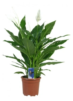 Спатифиллум Купидо D15см H45см