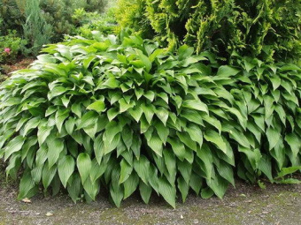 Хоста 'Green Fountain' С1.5