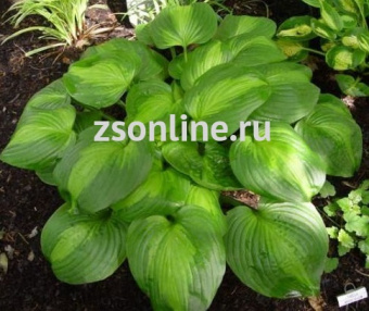 Изображение загружено обработкой по данным файла Excel