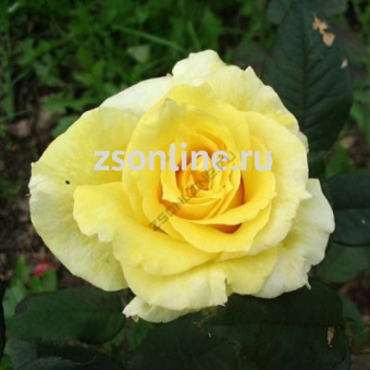 Изображение загружено обработкой по данным файла Excel