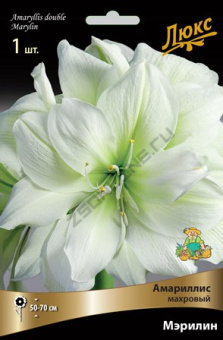Амариллис махровый Мэрилин, 1 шт